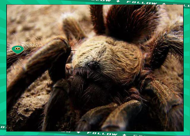 JJB- 世界足球莱万多夫斯基 